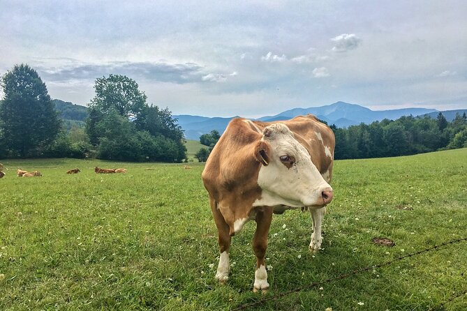 Exploring the Gutenstein Alps - Key Things I’d Watch For Before You Go