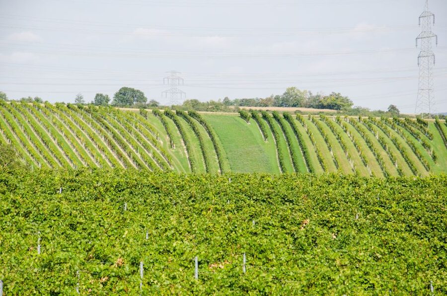 From Vienna: Half-day Countryside Wine Tour with Meal - Tastings Work Like This: 4 Wines Per Stop Plus Snacks