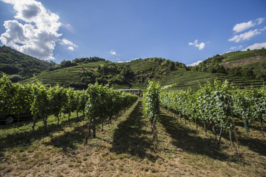 Grape Grazing: Wachau Valley Winery Biking Tour - A Vienna day trip that feels like a proper Wachau visit