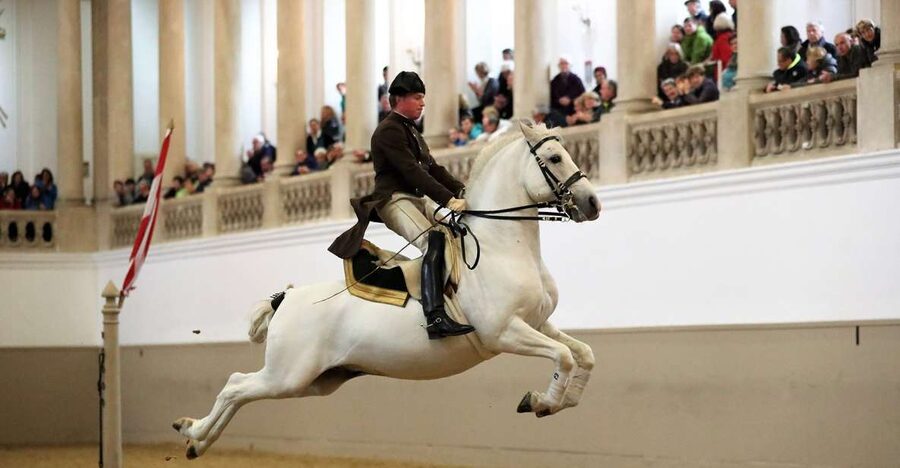 Performance Of The Lipizzans At Spanish Riding School - Key things I’d circle before you go