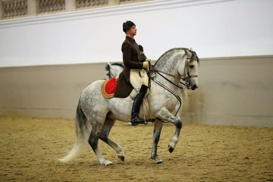 Performance Of The Lipizzans At Spanish Riding School - What you’ll see: caprioles, Levade, and the “school” exercises