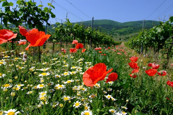 Private Vienna Woods Wine Tour - Key Highlights You Should Care About