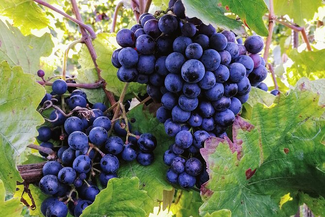 Private Vienna Woods Wine Tour - Price and value: what $960 means when tastings and guiding are included