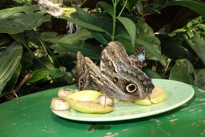 Schmetterlinghaus - Imperial Butterfly House Vienna Admission Ticket - Getting There and Orientation Inside the Hofburg Area