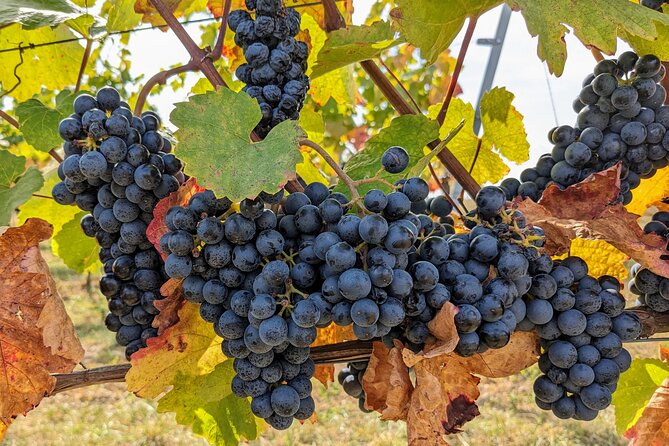 Small-group Vienna Wine Tour - Why this Vienna wine tour mixes old town landmarks with wine country