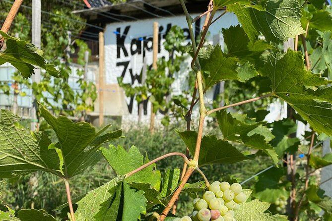 Taste and Tour Small Organic Wineries with a Winemaker - Quick hits before you go