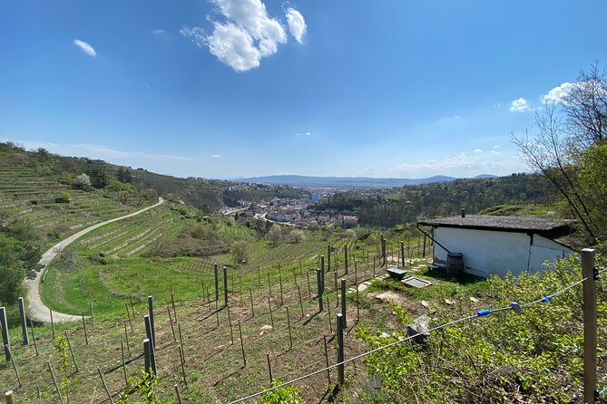 Taste and Tour Small Organic Wineries with a Winemaker - Vienna-to-Krems Wine Country, Without the Big-Tour Feel