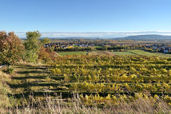 Taste and Tour Small Organic Wineries with a Winemaker - Stop 2: Weingut Mantlerhof in Gedersdorf-Brunn im Felde (Organic Classics with Deep Roots)