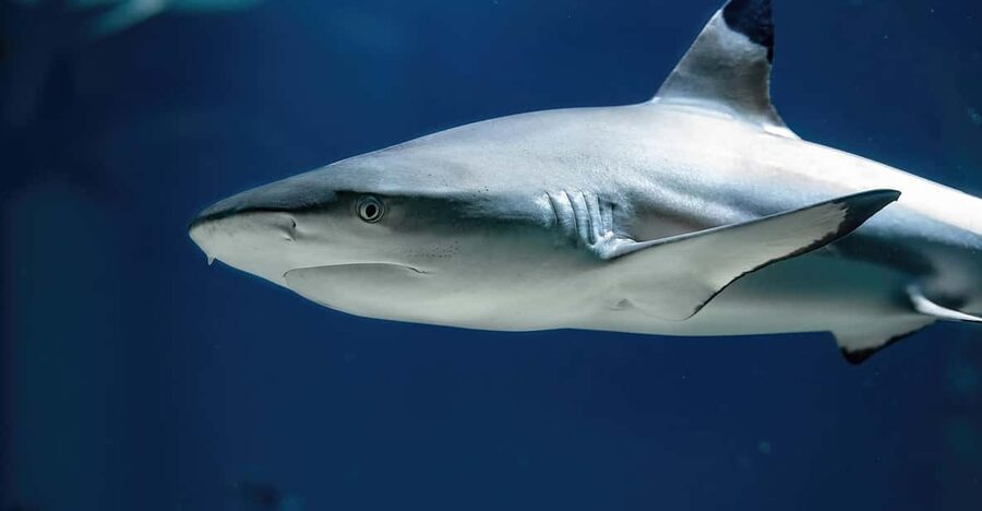 Vienna: Haus des Meeres Entry Ticket - The Atlantic walkthrough: sharks, rays, and turtles in one route