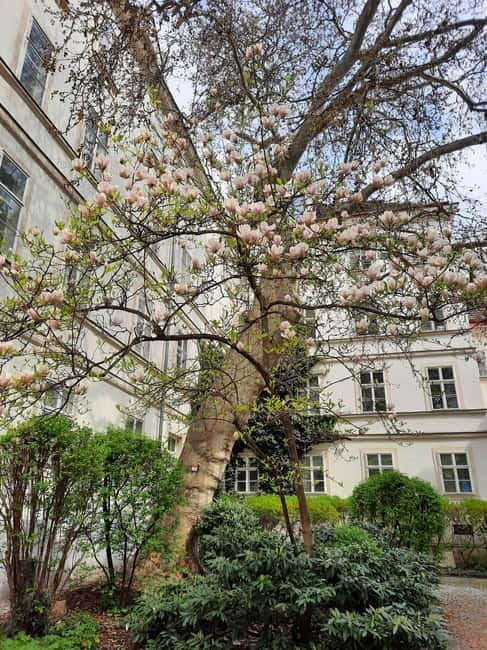 Vienna: Hidden courtyards Guided walking tour - Who this tour suits best (and who might want something else)