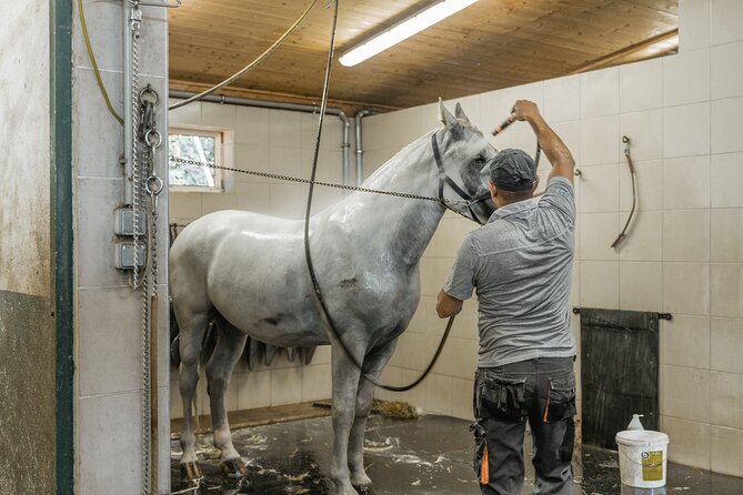 Vienna Horse-drawn Carriage Guided Tour - Meet the horses, then learn how the whole operation runs