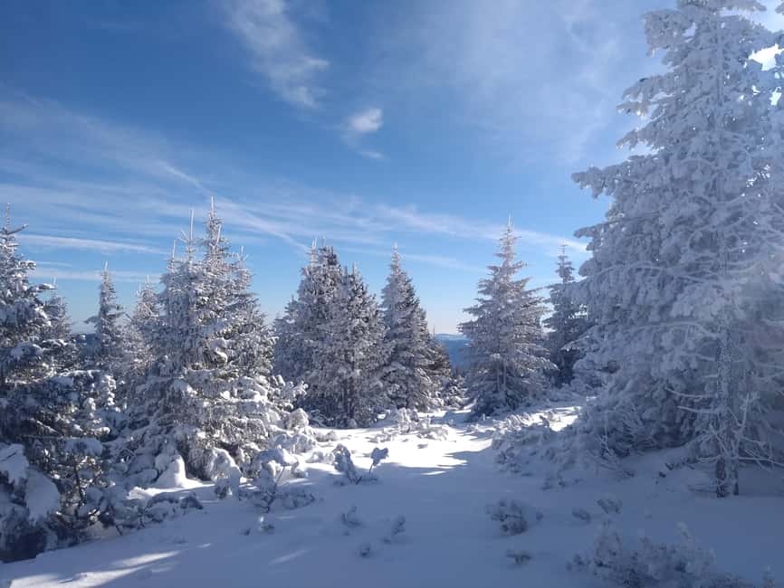 Vienna: Relaxed Alpine Snowshoe Experience Guide & Transfer - Key Highlights Worth Your Time