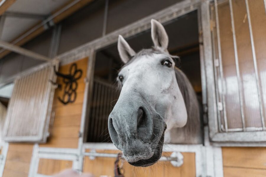 Vienna: Secrets of the Fiaker & Horse-Drawn Carriage Ride - Price and value: why $38 feels reasonable for 90 minutes