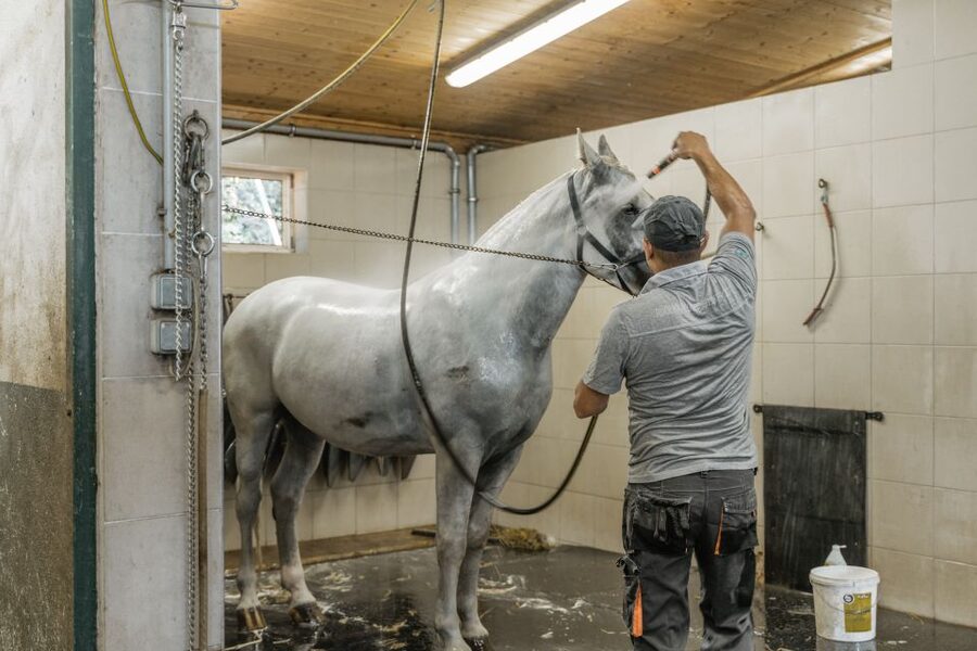 Vienna: Secrets of the Fiaker & Horse-Drawn Carriage Ride - Should you book this Fiaker stable and carriage ride?