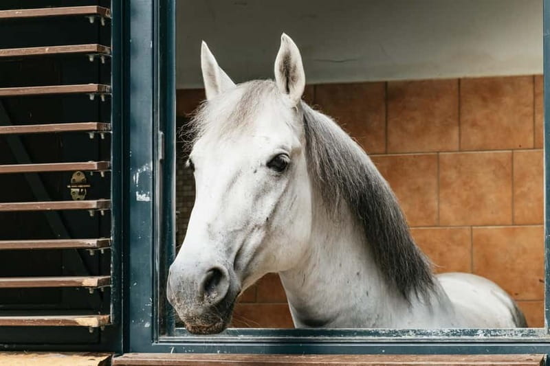 Vienna: Spanish Riding School Guided Architectural Tour - Horse stables and Lipizzaner life: the setting behind the fame