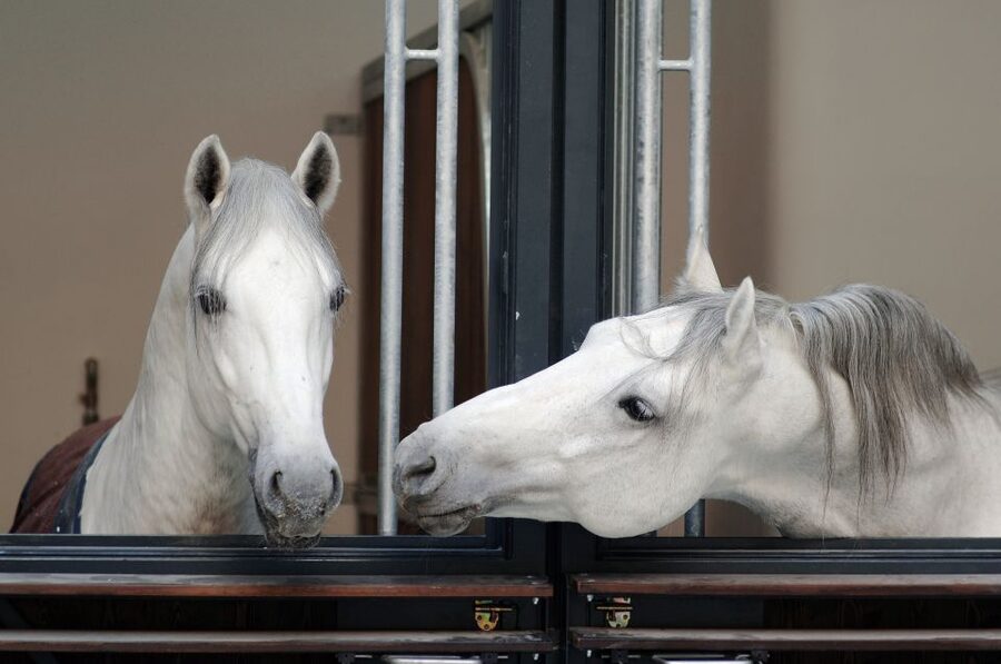 Vienna Spanish Riding School Guided Tour - First Stop at Michaelerplatz: what to plan for before you even enter