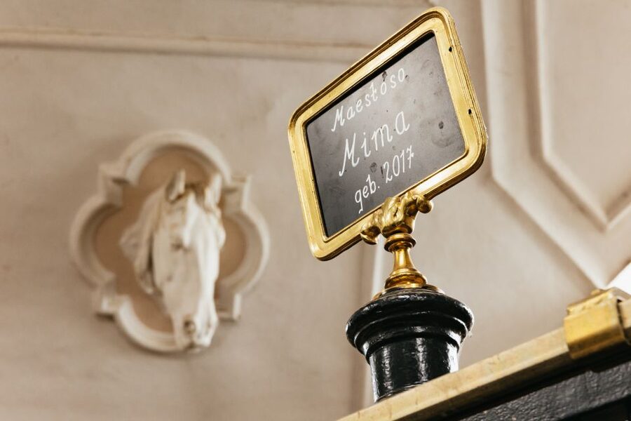 Vienna Spanish Riding School Guided Tour - Price and value: is $28 worth a 55-minute behind-the-scenes look?