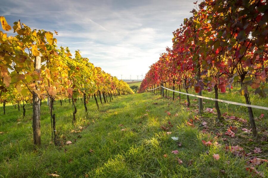 Vienna: Vienna Woods Tour with Underground Lake and Wine - Gumpoldskirchen wine tasting: three wines, local context, and snacky comfort