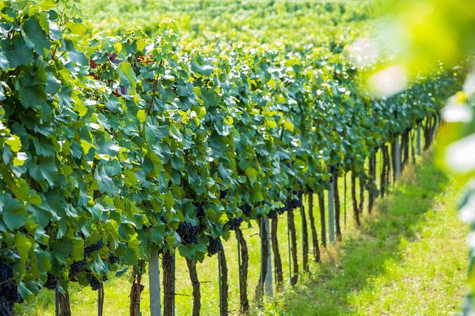 Wachau Valley Kayak & Wine Tour - Spitz Wine Tasting: The Practical Way to Learn the Region